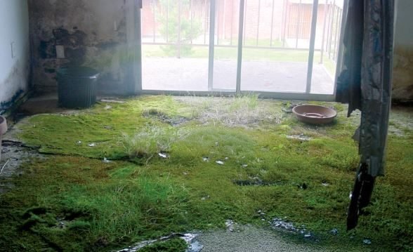 home remediation project in Charlotte